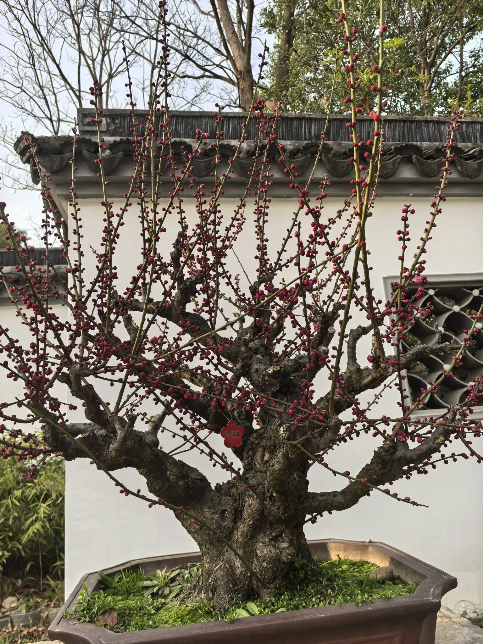 梅园赏梅好时节，粉嫩的花苞绽放在枝头(图1)