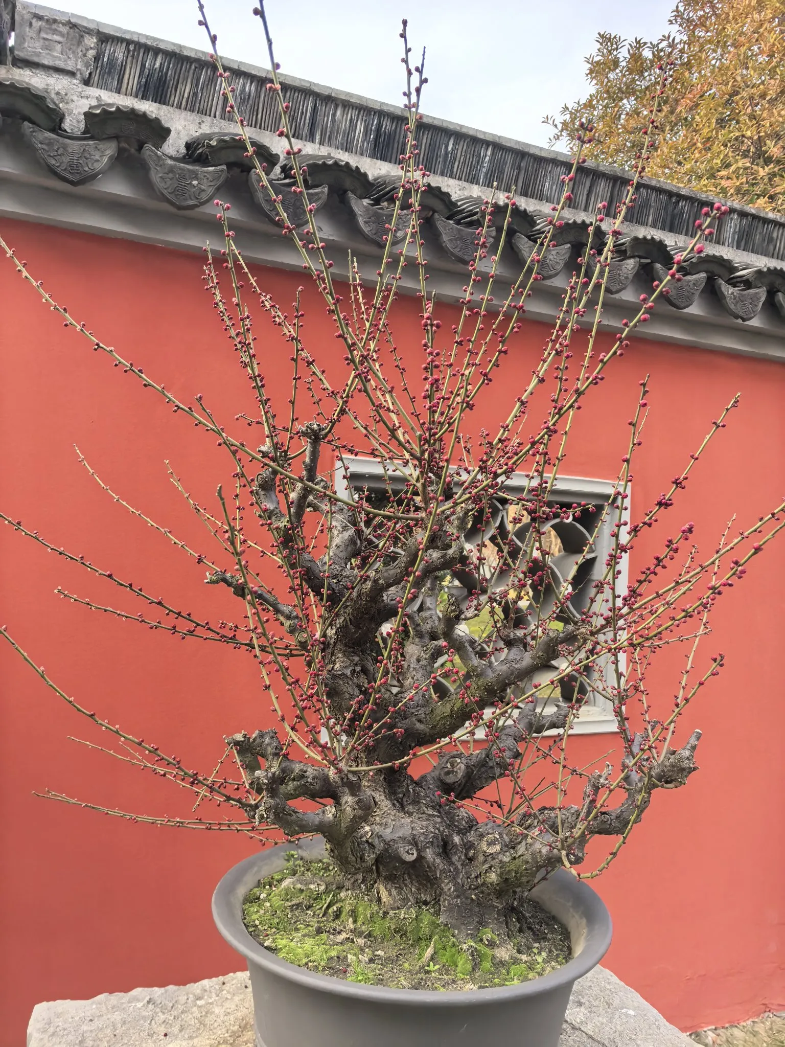 梅园赏梅好时节，粉嫩的花苞绽放在枝头(图3)